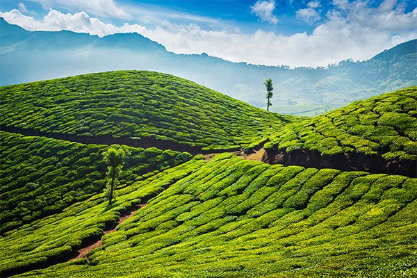 munnar-tea-plantations