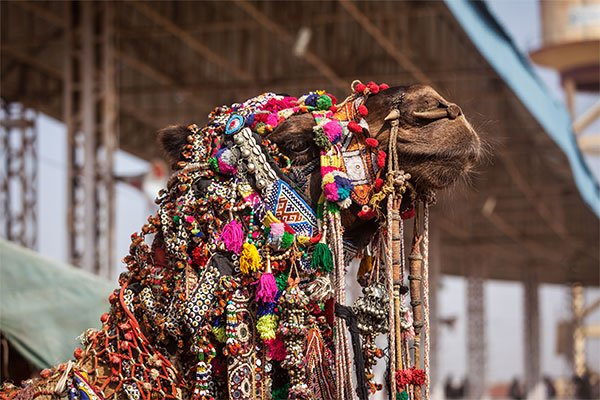 rajasthan-culture